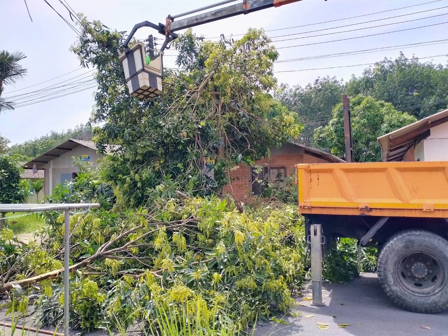 เทศบาลตำบลคึกคัก(งานป้องกันและบรรเทาสาธารณภัย)ได้ดำเนินการตัดไม้หมู่ที่ 5 ซอยบางเนียงและหมู่ที่2 บ้านพักถาวรบางขยะตำบลคึกคัก อำเภอตะกั่วป่า จังหวัดพังงา